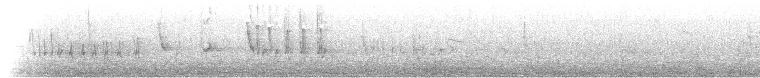 Соловьиная широкохвостка - ML241935981