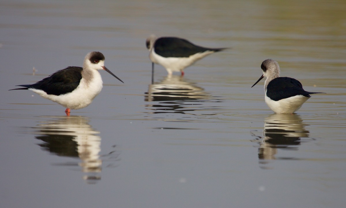 Black-winged Stilt - ML241936351