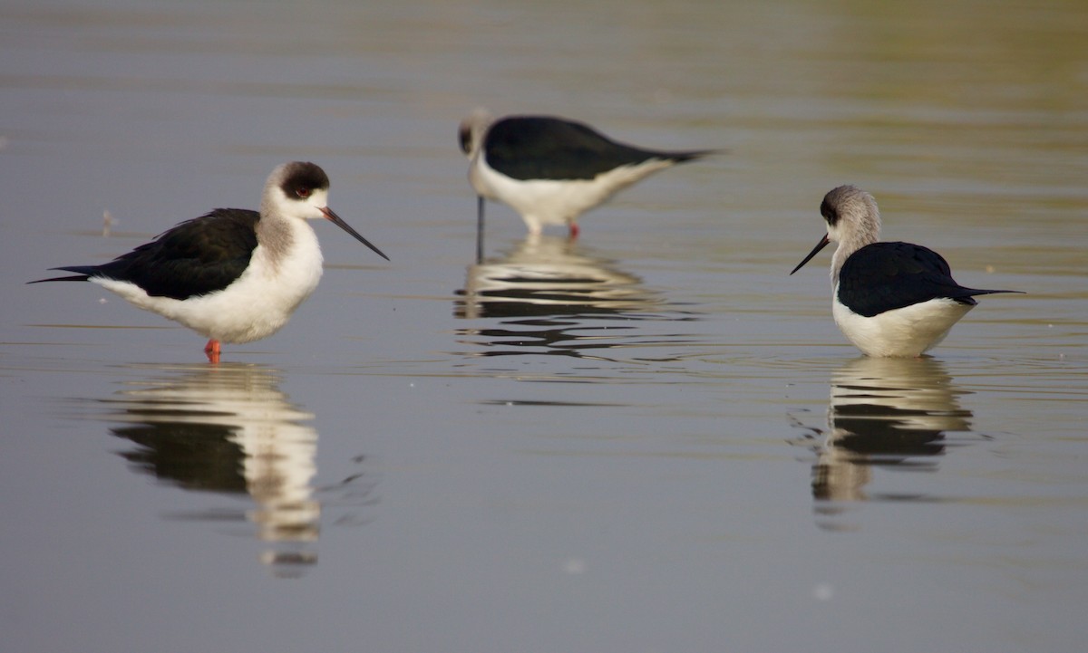 Black-winged Stilt - ML241936351