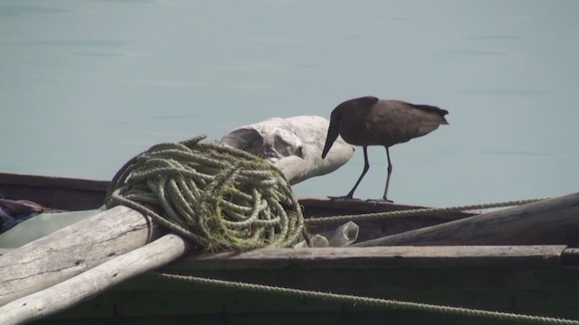 シュモクドリ - ML241936711