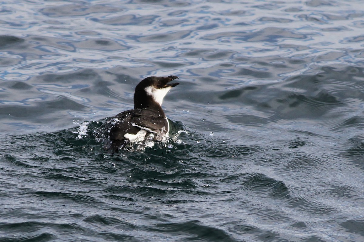 Razorbill - ML24193711