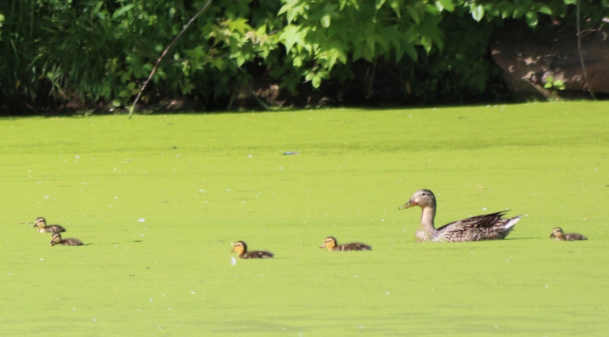 Canard colvert - ML241937541