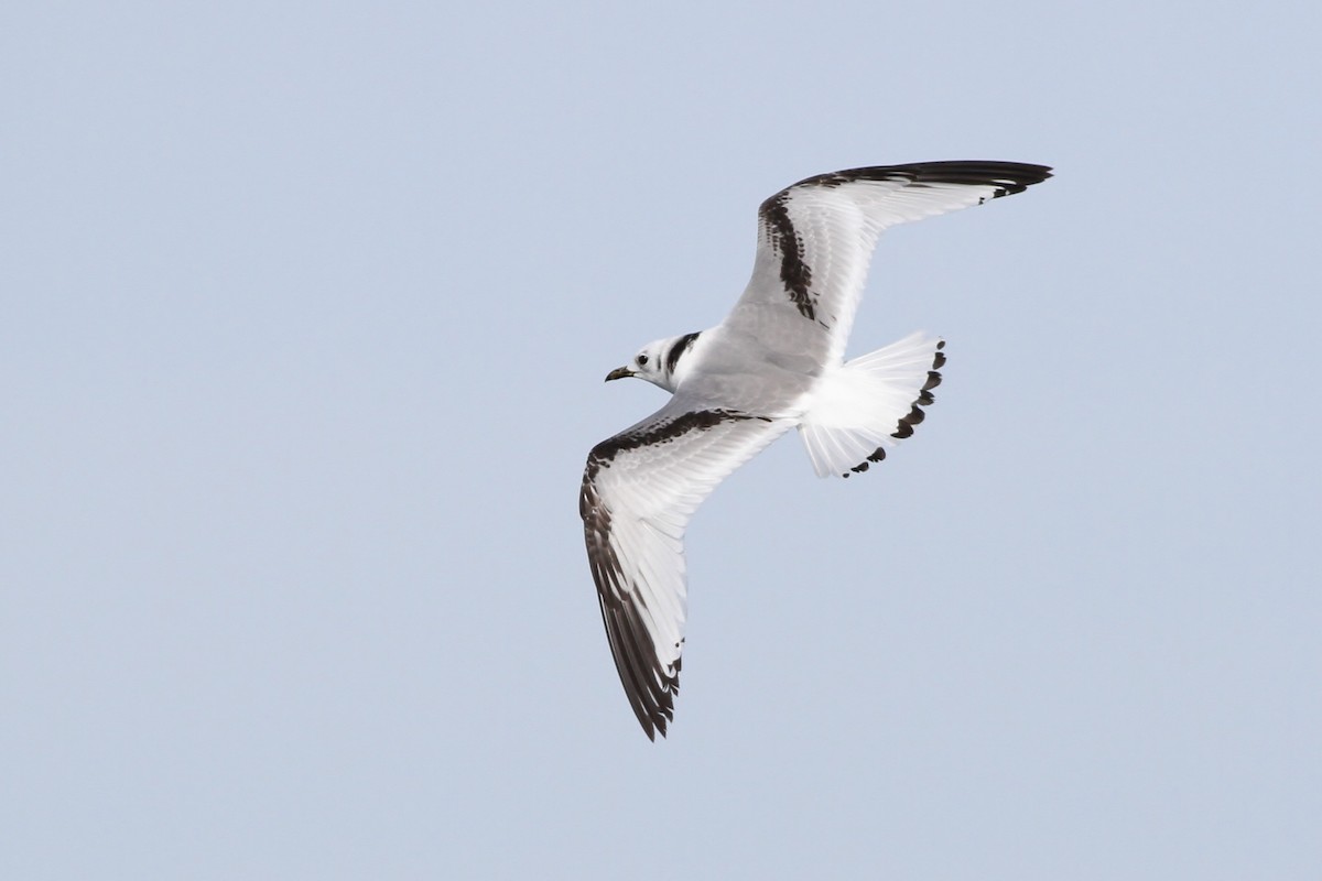 Black-legged Kittiwake - ML24193761