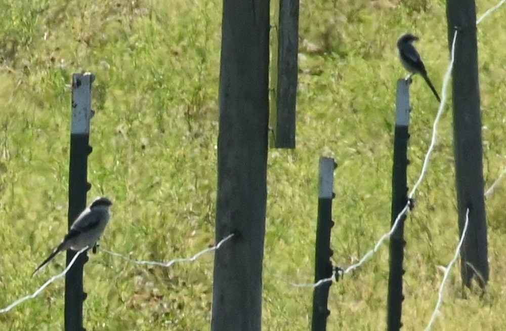 Loggerhead Shrike - ML241937791