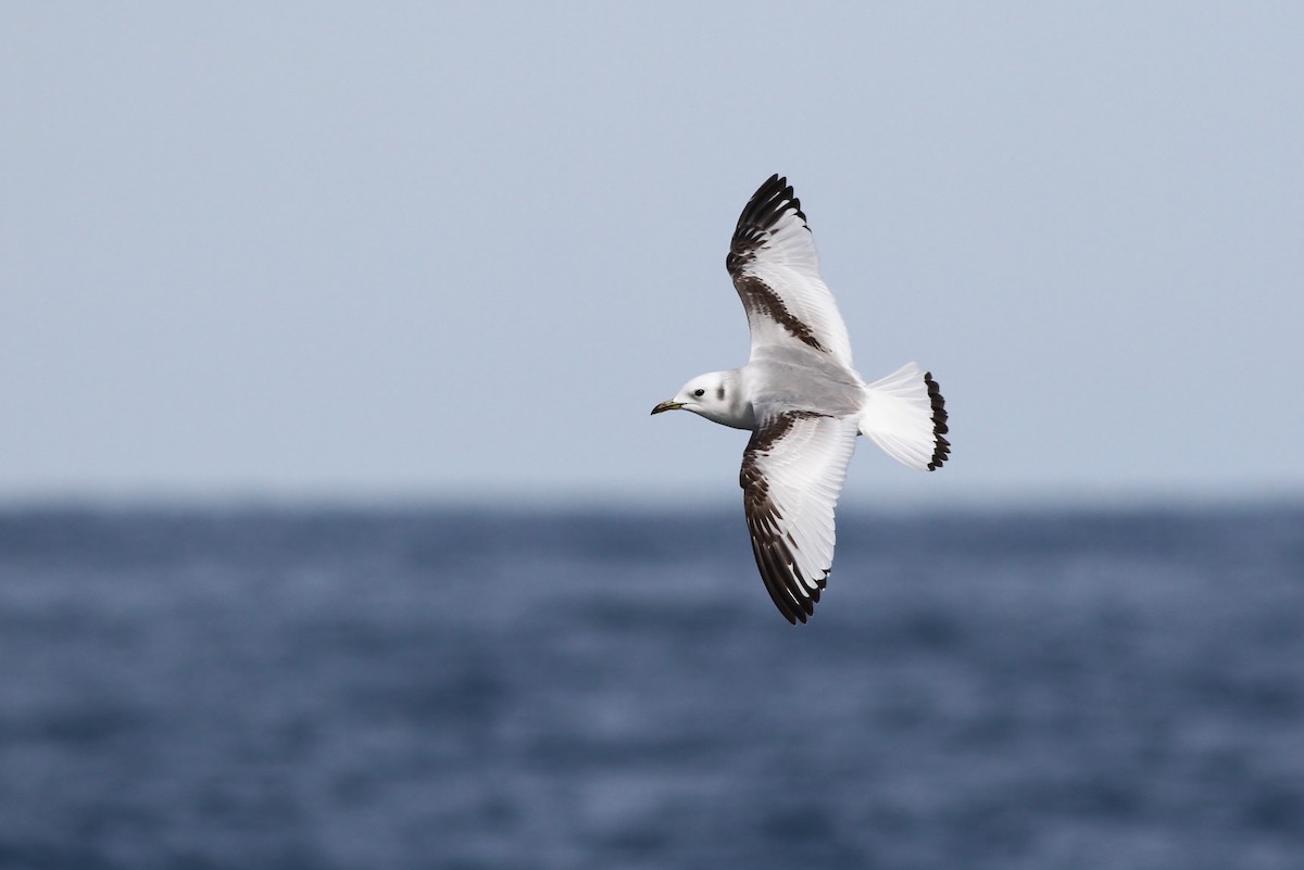 Black-legged Kittiwake - Alex Lamoreaux