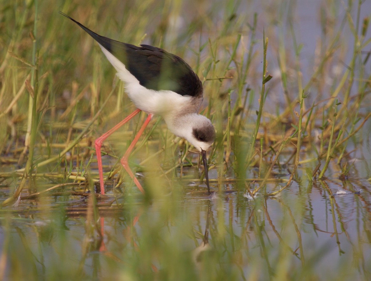 Black-winged Stilt - ML241937941