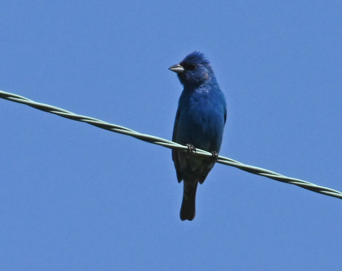 Indigo Bunting - ML241938081