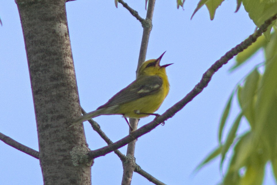Blue-winged Warbler - Mary Powers