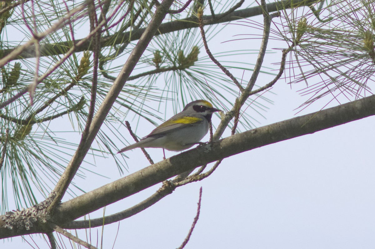 Golden-winged Warbler - Mary Powers