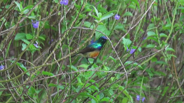 Variable Sunbird (Orange-chested) - ML241938741