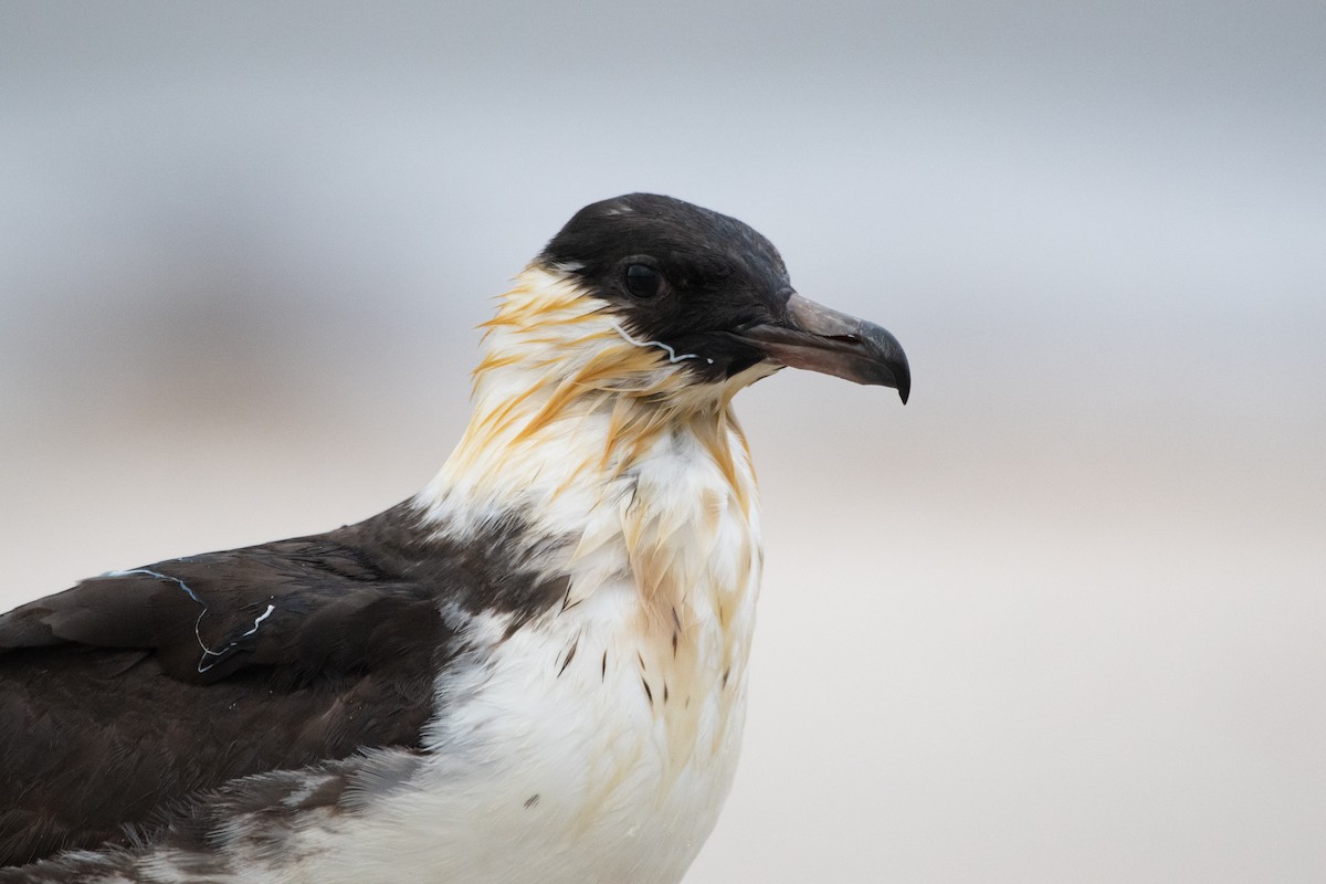 Pomarine Jaeger - Michael Sandoz
