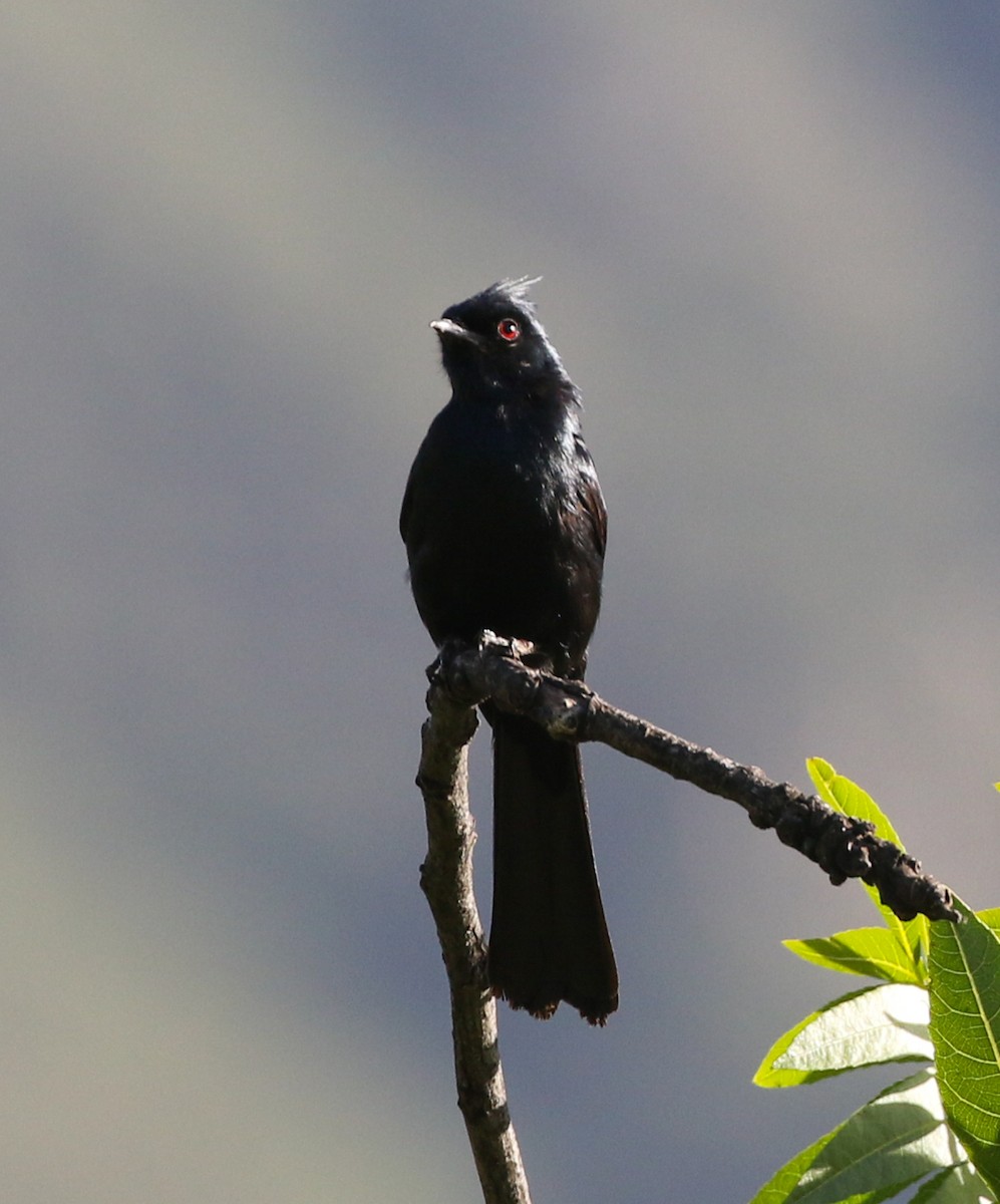 Phainopepla - Tom Benson