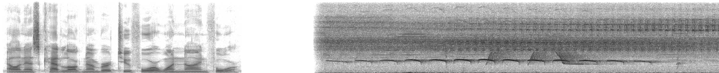 Weißstirn-Faulvogel [morphoeus-Gruppe] - ML24194