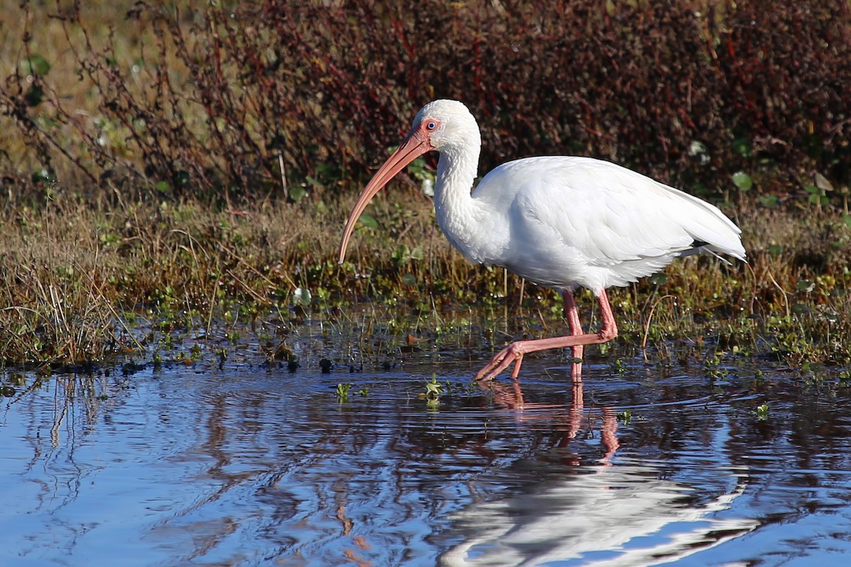 White Ibis - Rob Bielawski