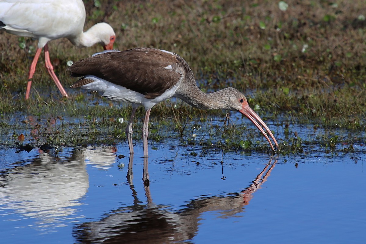 White Ibis - Rob Bielawski