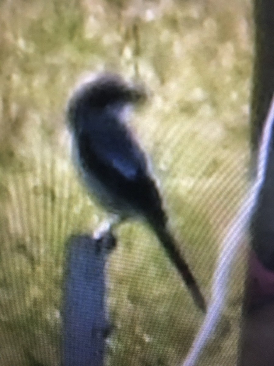 Loggerhead Shrike - ML241941001