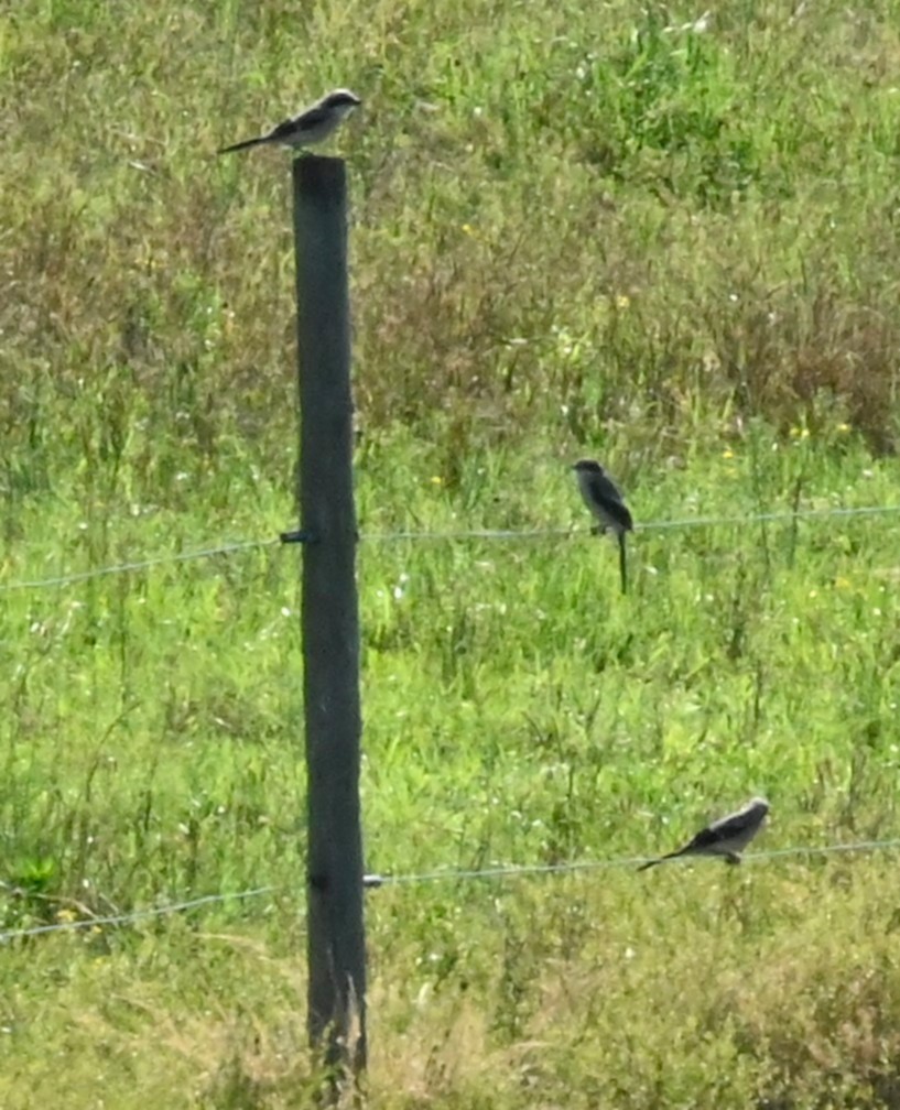 Loggerhead Shrike - ML241941921
