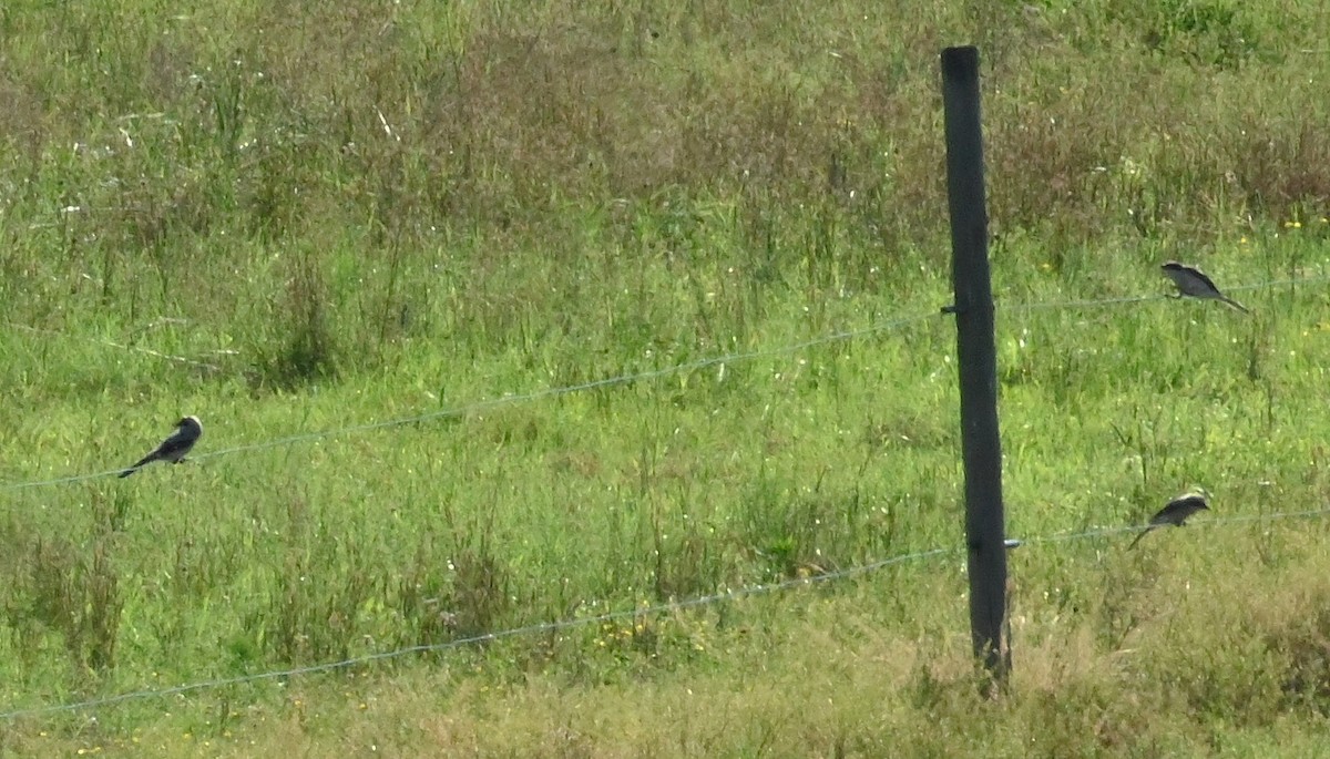 Loggerhead Shrike - ML241941931