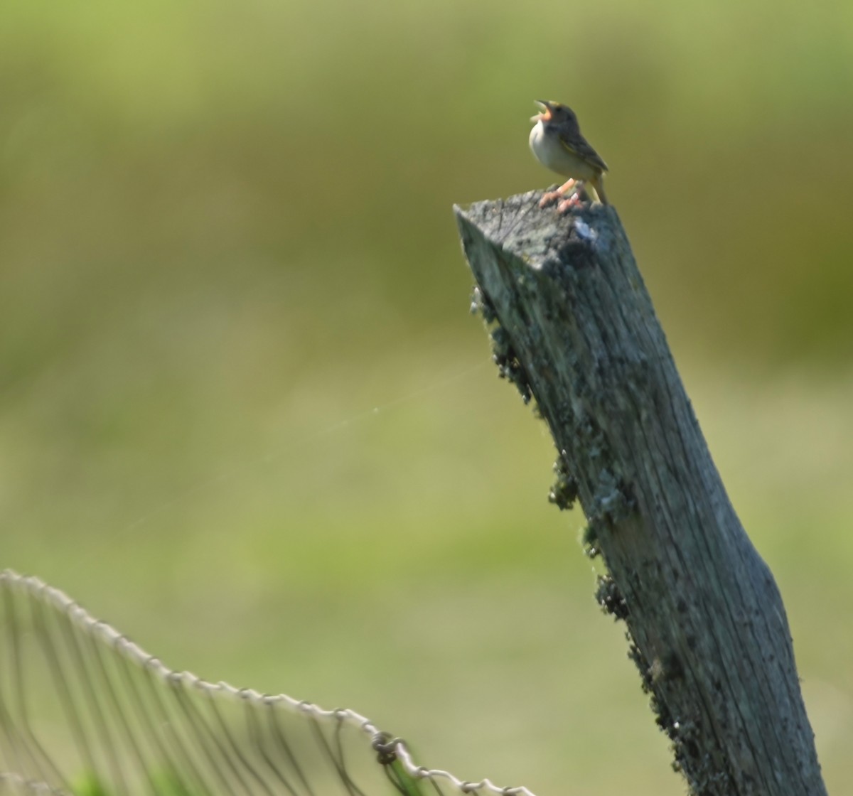Grasshopper Sparrow - ML241942081