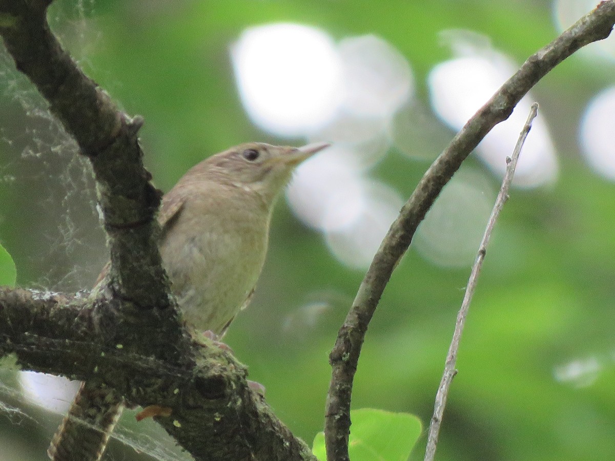 Northern House Wren - ML241942611