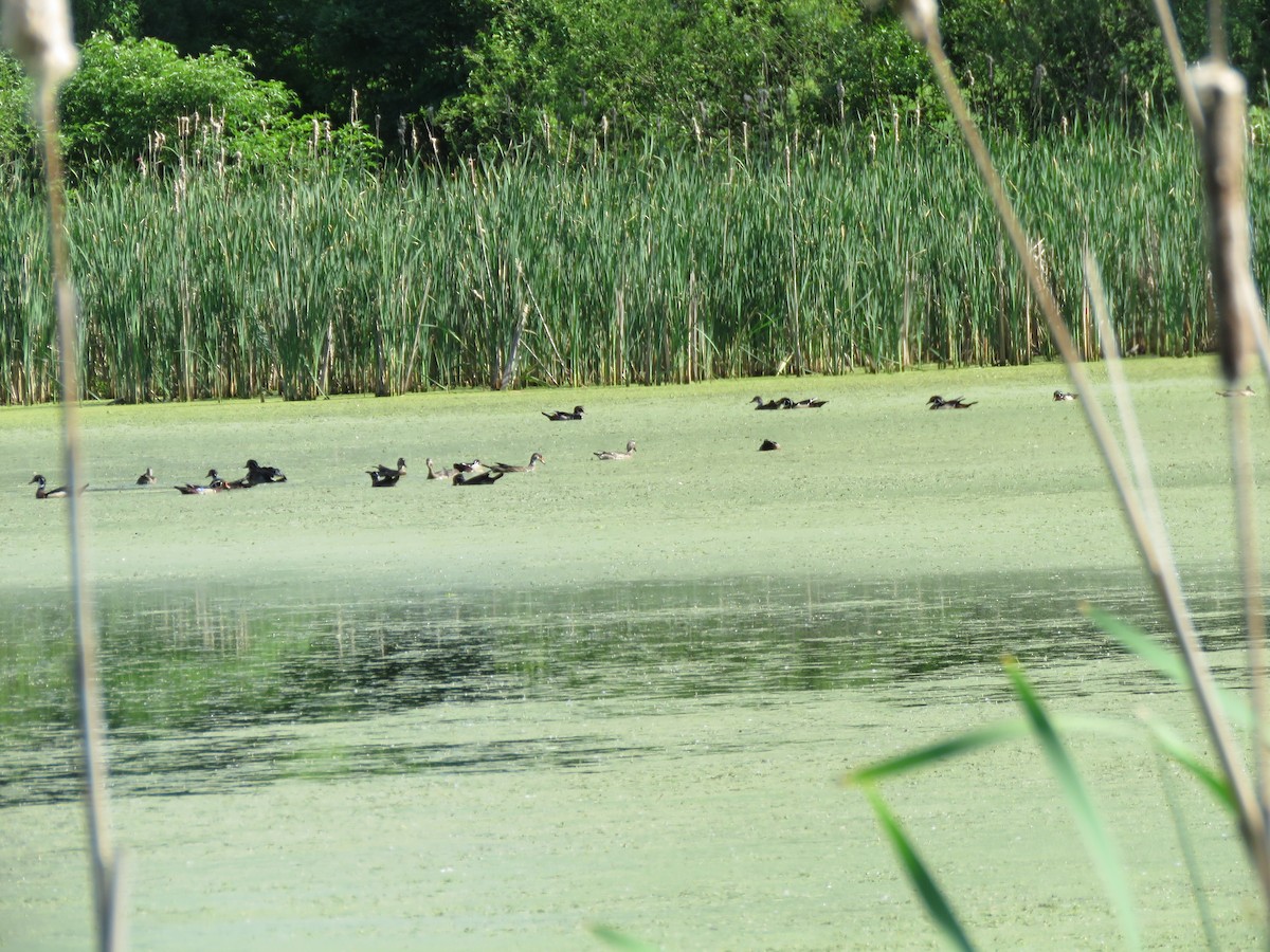 Wood Duck - ML241943311