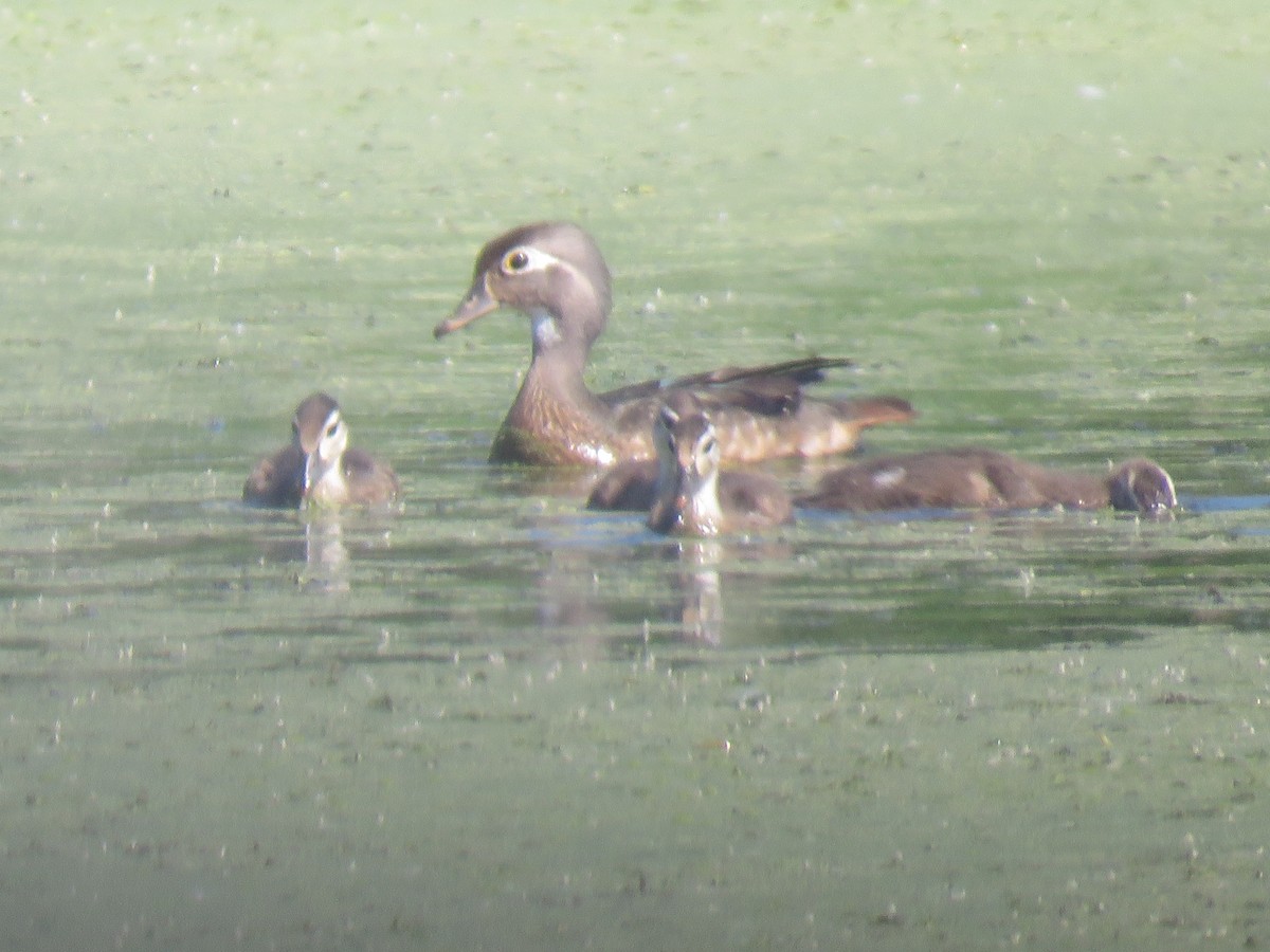 Wood Duck - ML241943341