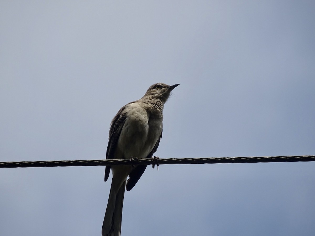 Northern Mockingbird - ML241945261