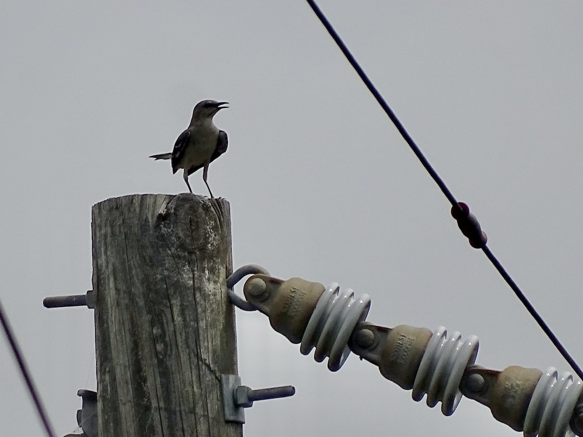 Northern Mockingbird - ML241945311