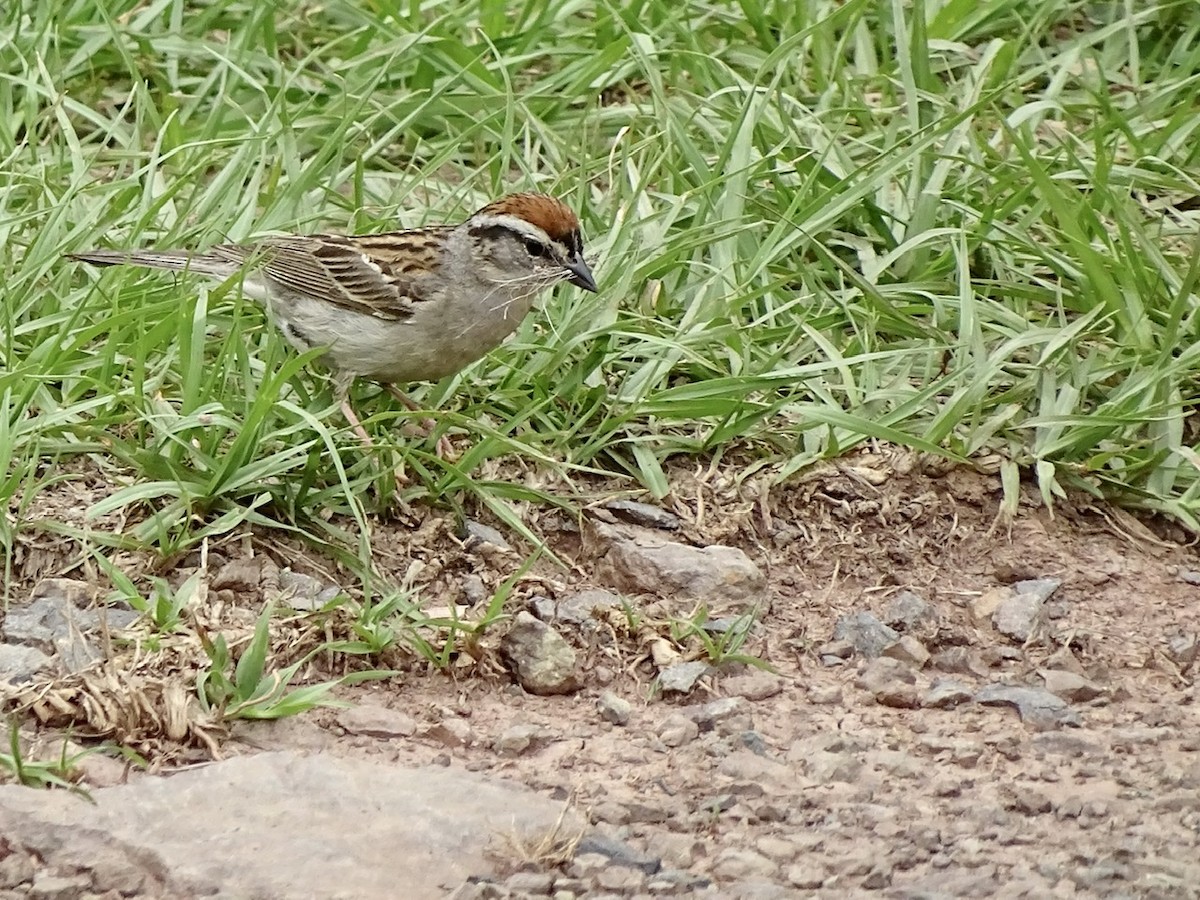 Chipping Sparrow - ML241945401