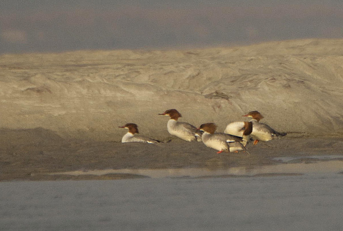 Common Merganser - ML241946701