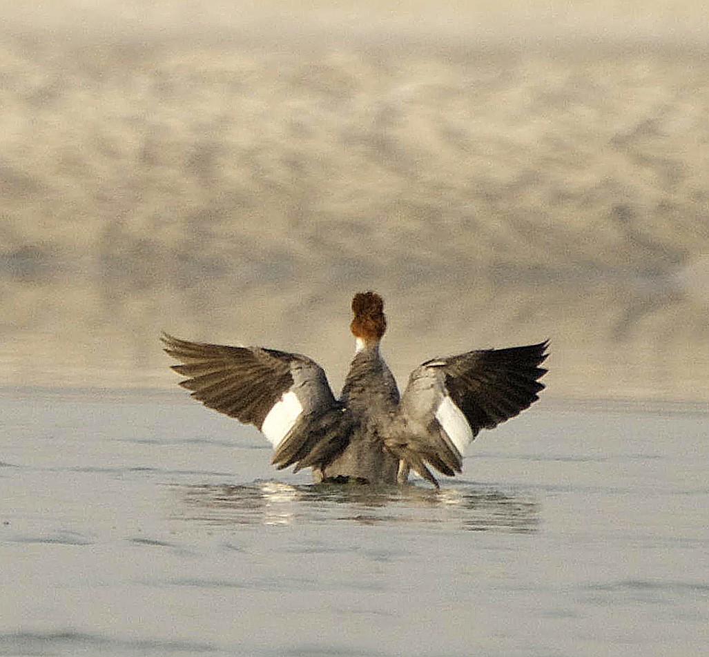 Common Merganser - ML241946771