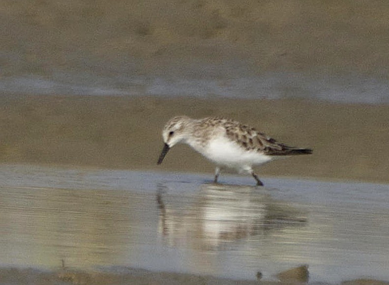 Little Stint - ML241946961