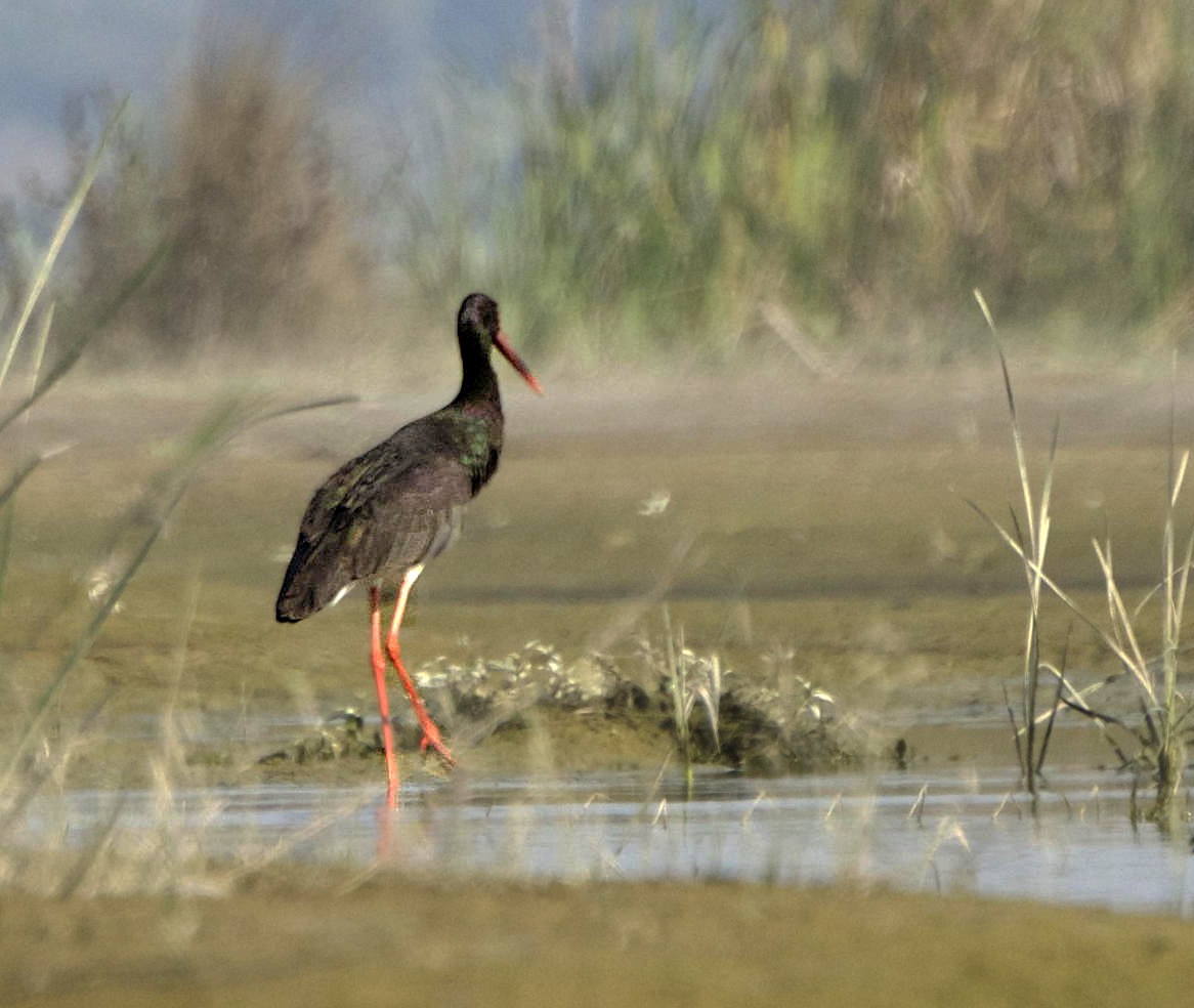 Black Stork - ML241947101