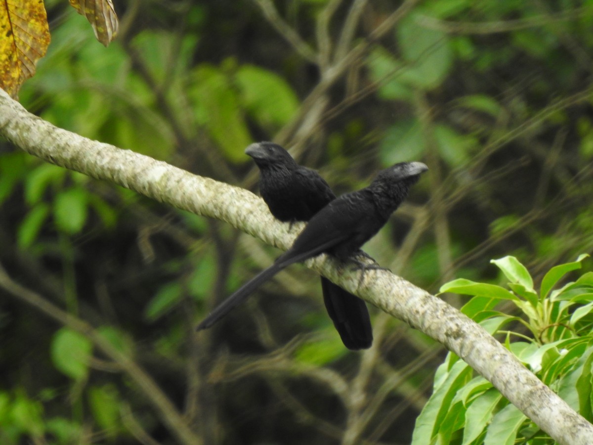 Groove-billed Ani - ML241948551