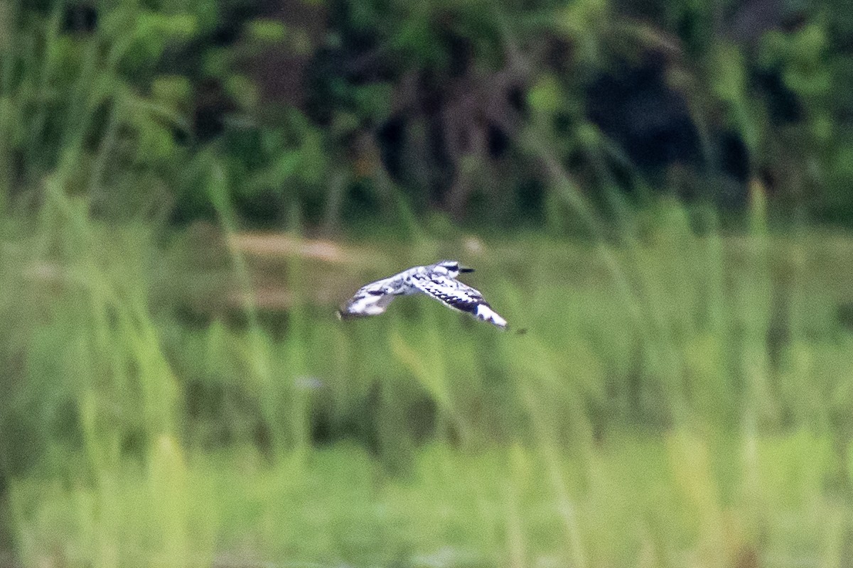 Pied Kingfisher - ML241949511