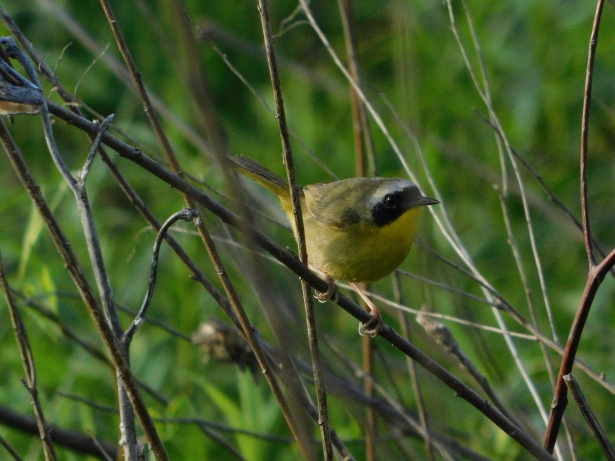 Common Yellowthroat - ML241949701