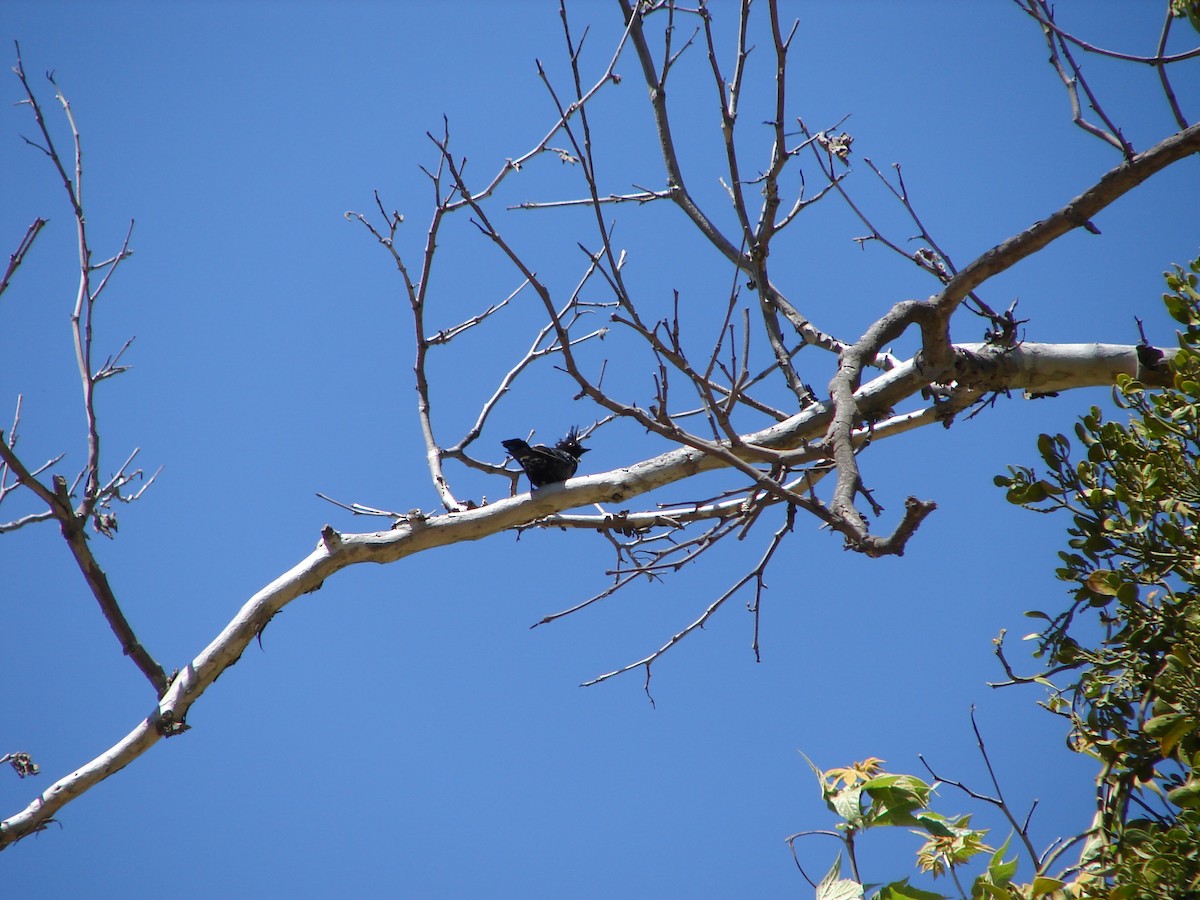 Phainopepla - K Dean Edwards