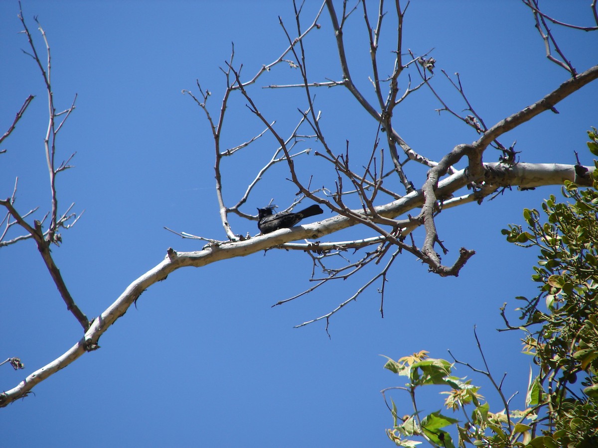 Phainopepla - K Dean Edwards