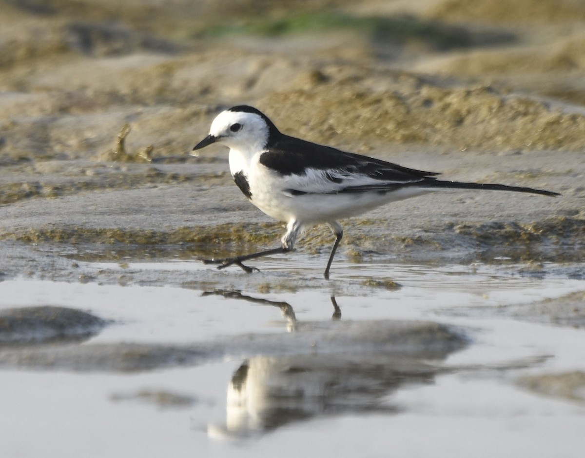 White Wagtail - ML241950181