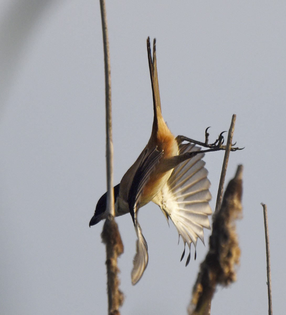 Long-tailed Shrike - ML241950411