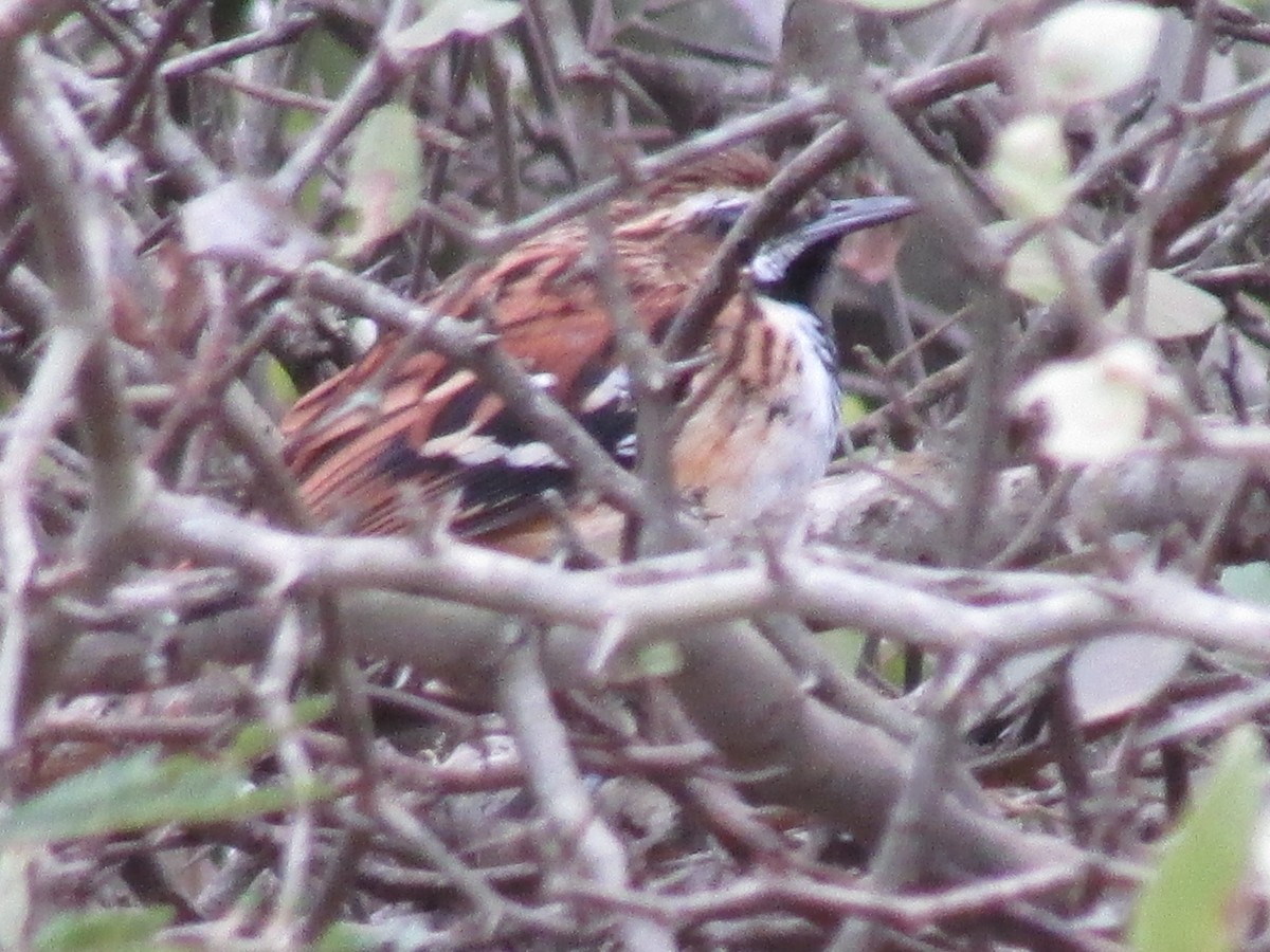 Stripe-backed Antbird - Ricardo Ortega