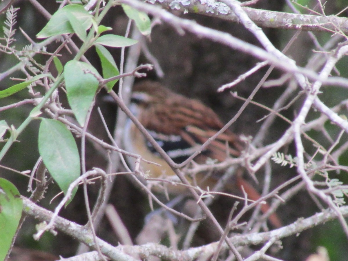 Stripe-backed Antbird - ML241950451