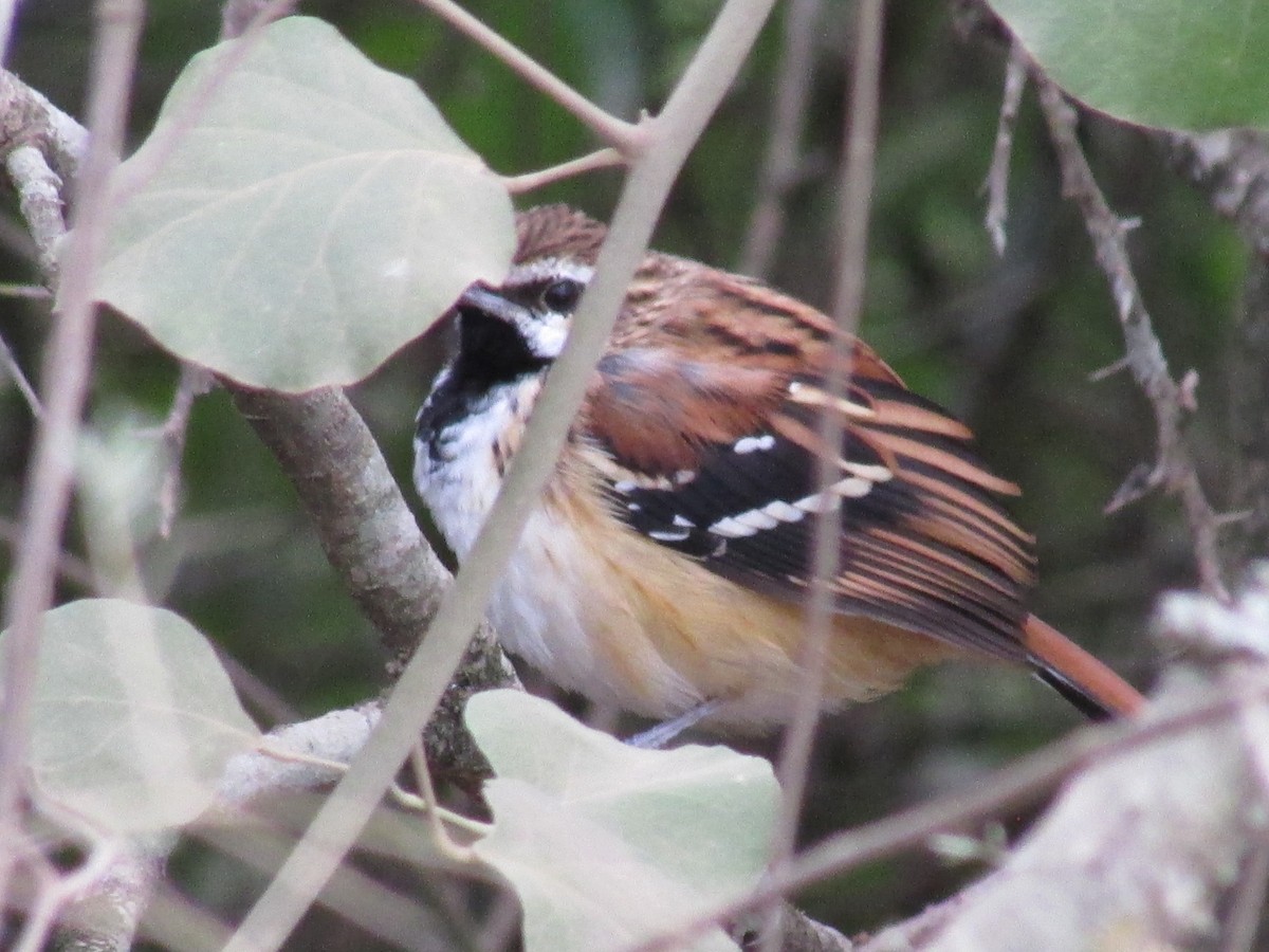 Stripe-backed Antbird - Ricardo Ortega