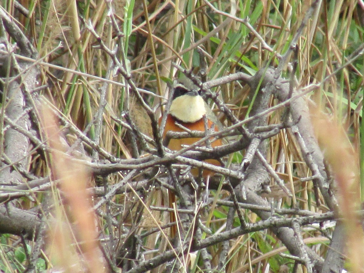 Olive-crowned Crescentchest - Ricardo Ortega