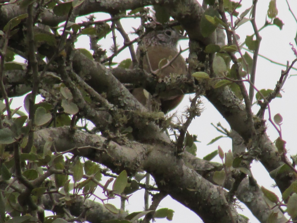 Crested Gallito - ML241950851