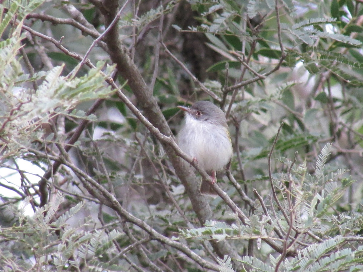 Pearly-vented Tody-Tyrant - Ricardo Ortega