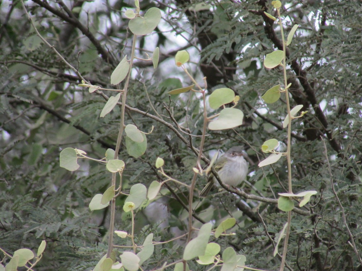 Pearly-vented Tody-Tyrant - ML241950881