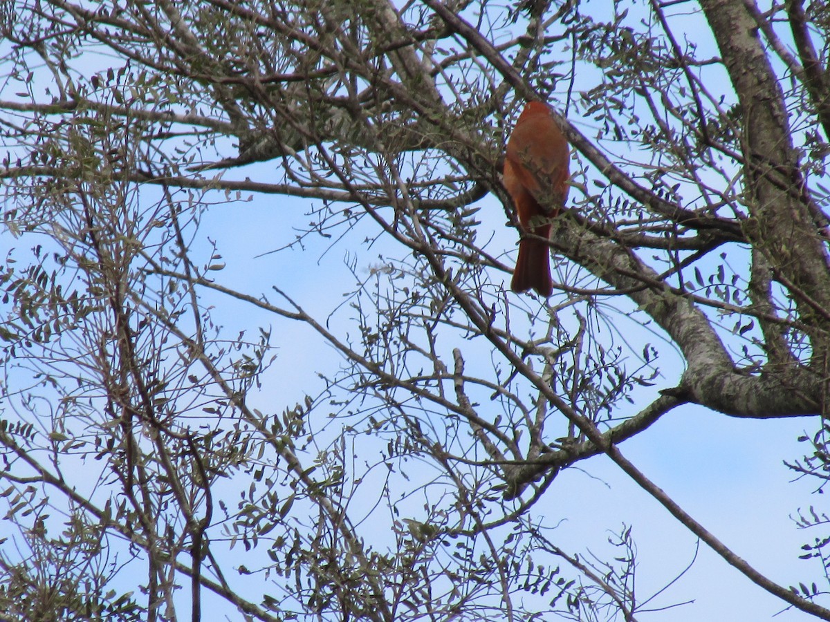 Hepatic Tanager - Ricardo Ortega