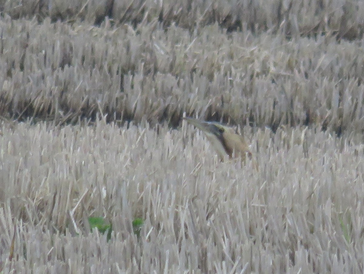 Eurasian Bittern - Pedro Ramalho