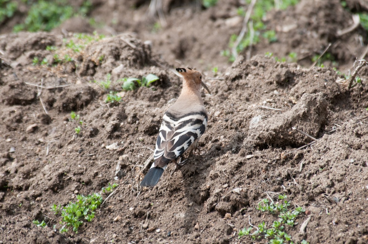 Eurasian Hoopoe - ML241955541